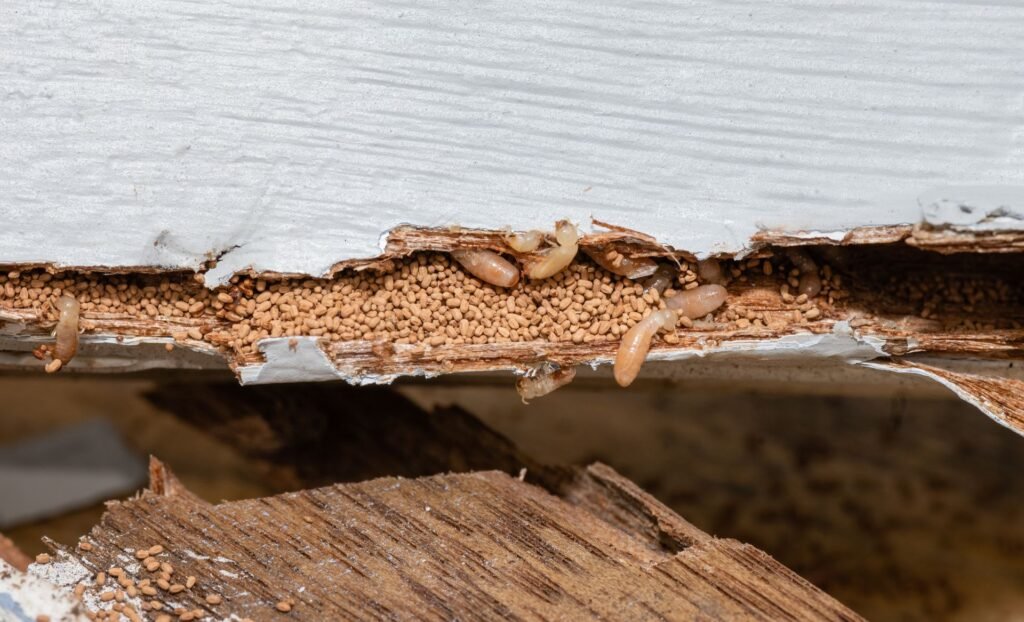 Top Signs of a Rodent or Termite Infestation